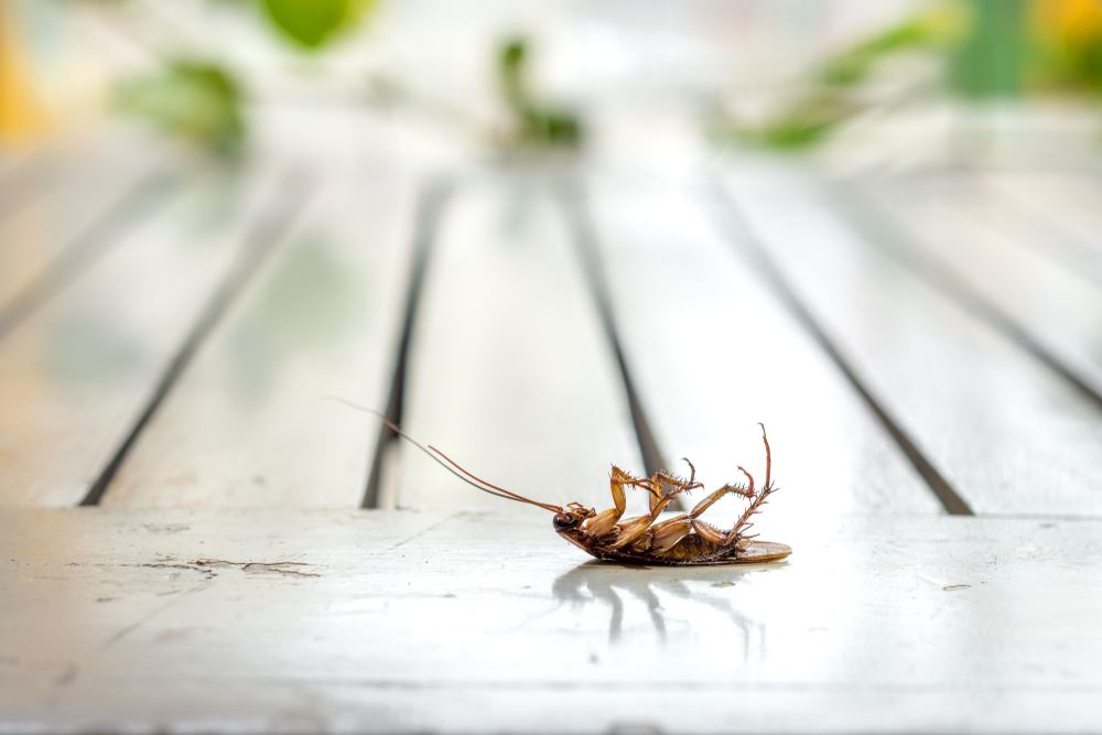 15 Best Roach Killers To Eliminate Insects In 2024